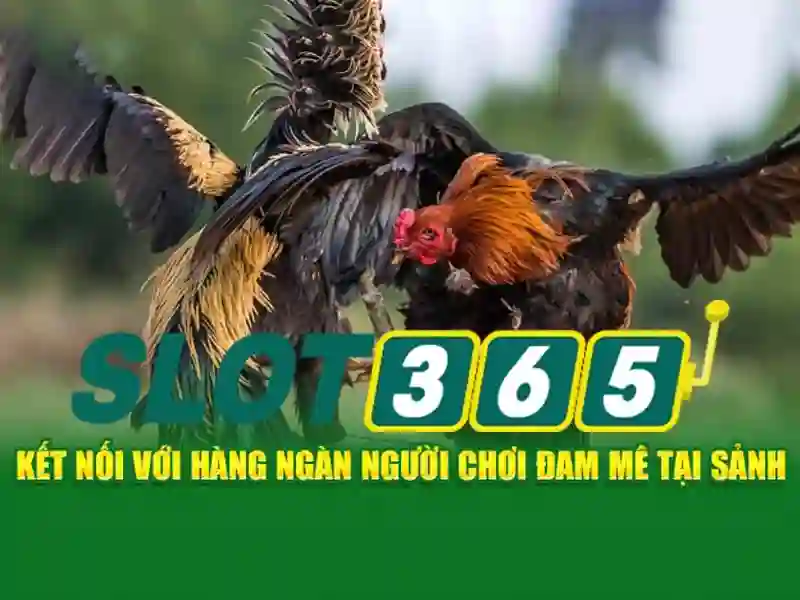 Hình ảnh minh họa các gói khuyến mãi đa dạng tại slot365 uu dai nguoi choi