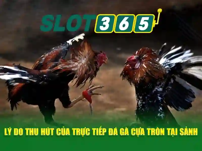 nhập code 66b – Giới thiệu và trải nghiệm đáng tin cậy