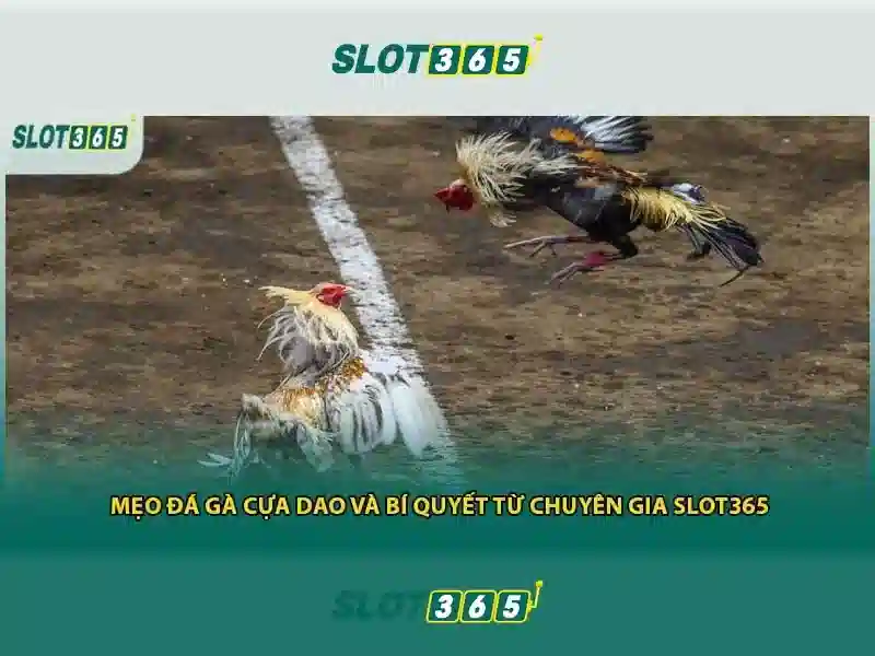 Slot365 là gì?