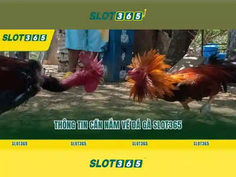 Slot365: Đánh giá và Trải nghiệm chơi slot trực tuyến