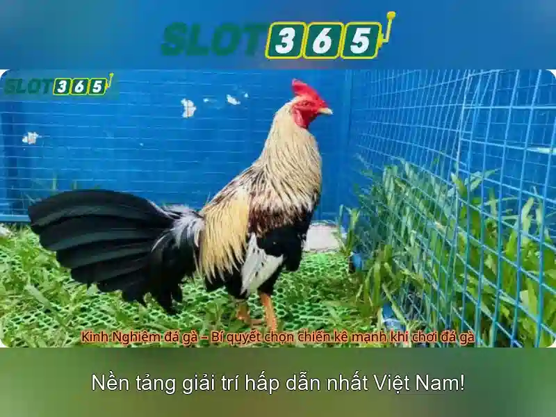 Giới thiệu Slot365